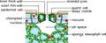 Section view of stomate and plant leaf structure.